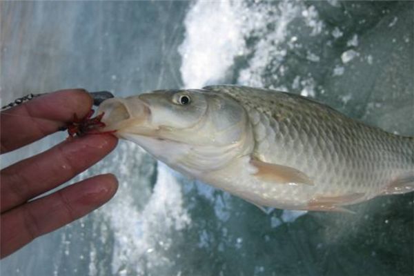 秋季钓鲤鱼的最佳时间 