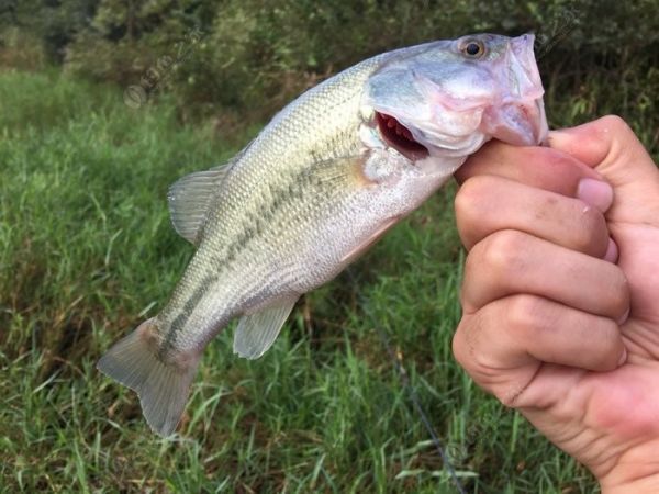 钓鳜鱼的最佳时间 