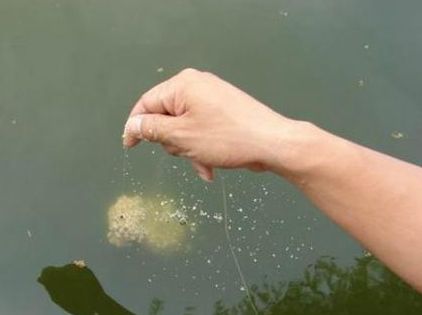 饵料状态 