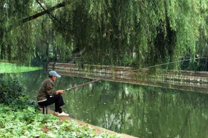 初春肥水塘钓鲫鱼的钓竿 