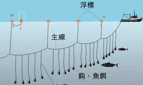 分享金枪鱼系统捕捞方法