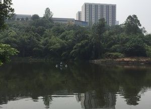 大竹林公园