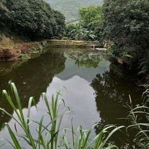 酒厂钓场山塘