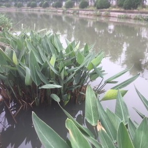 浦家浜河