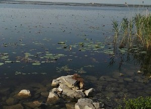 骆马湖凤凰鱼排