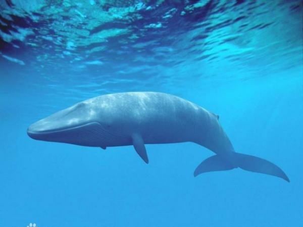最大的鲸鱼是什么鲸？