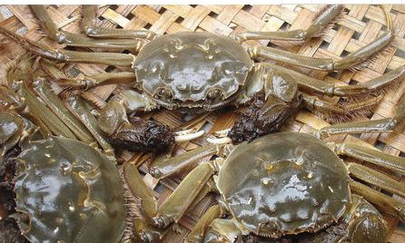阳澄湖大闸蟹是什么蟹？